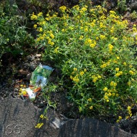 Oxford Ragwort